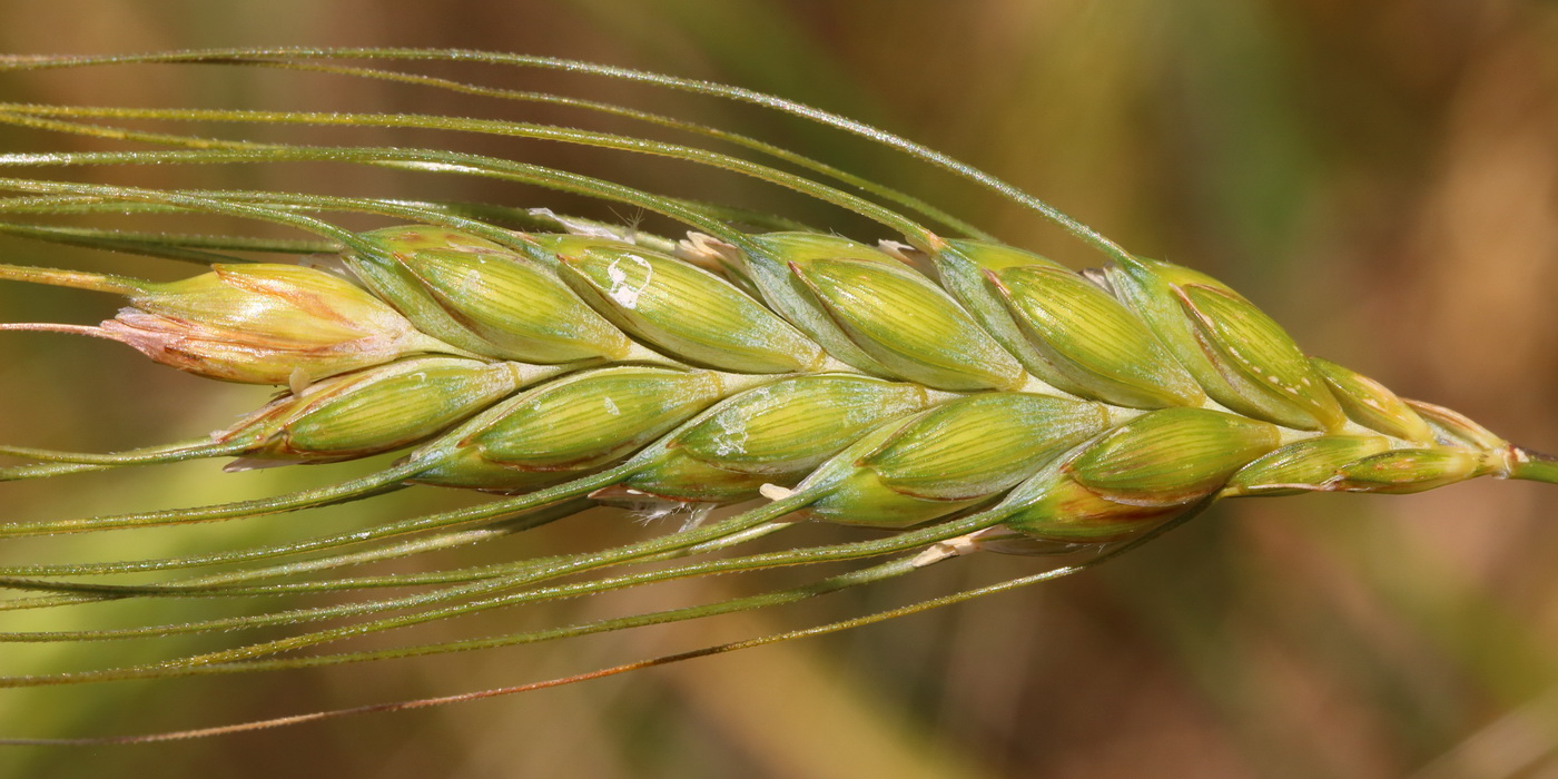 Изображение особи Triticum dicoccum.