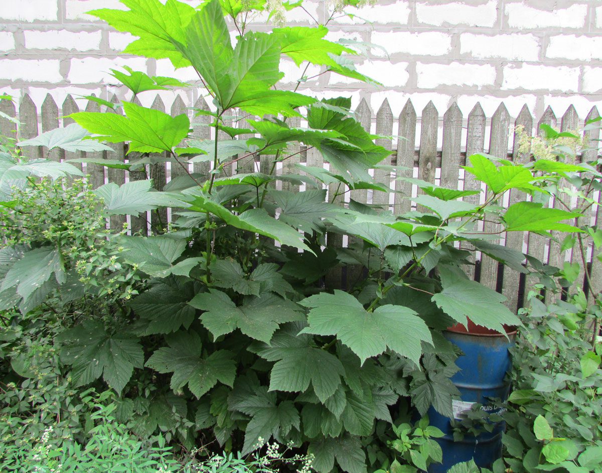 Image of Filipendula camtschatica specimen.