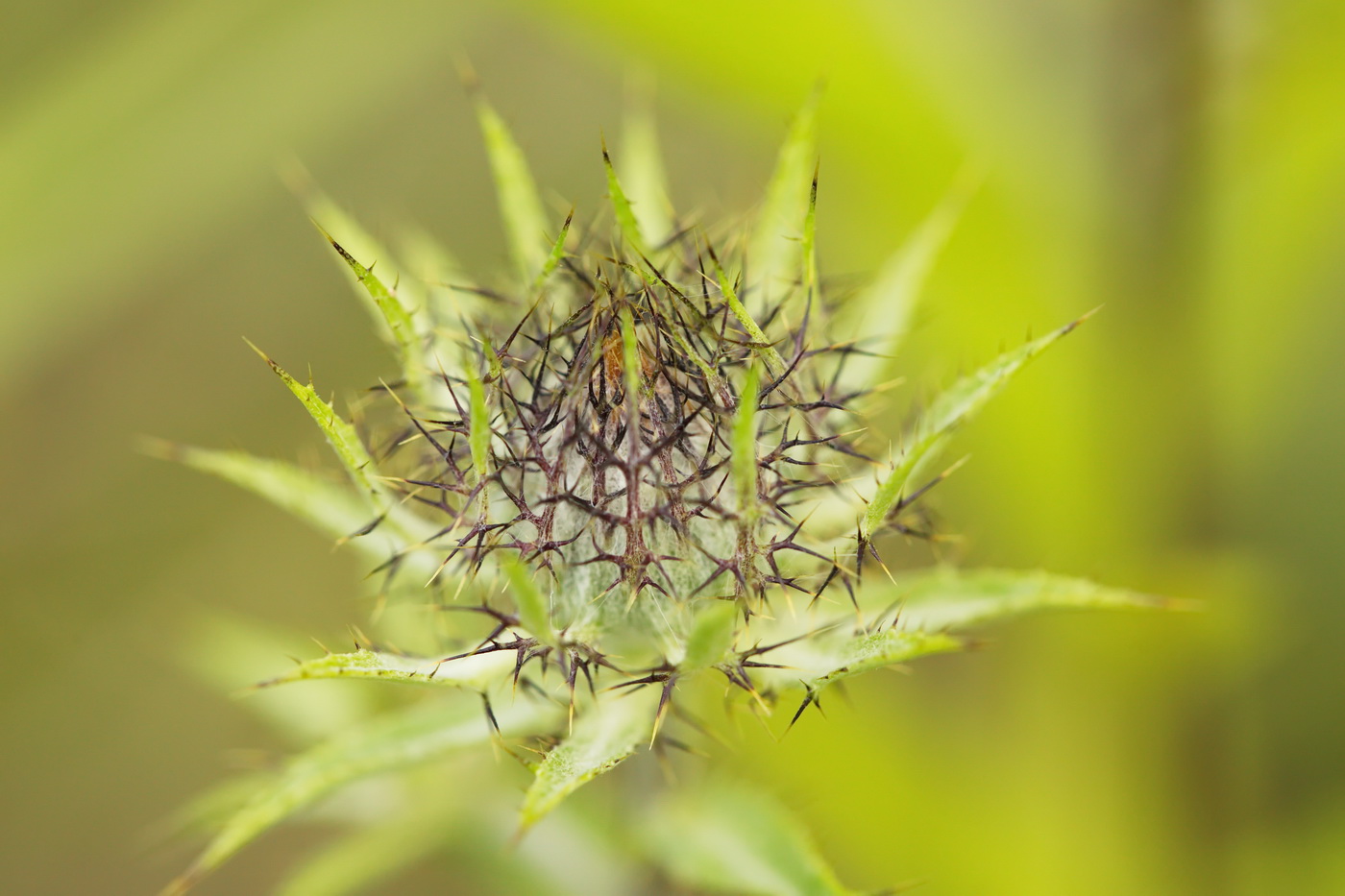 Image of Carlina biebersteinii specimen.