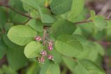 Amelanchier spicata. Незрелые плоды и листья. Ленинградская обл., Гатчинский р-н, окр. дер. Авколево, карьер \"Елизаветино\", опушка мелколиственно-елового леса у обочины грунтовой дороги. 16.06.2019.