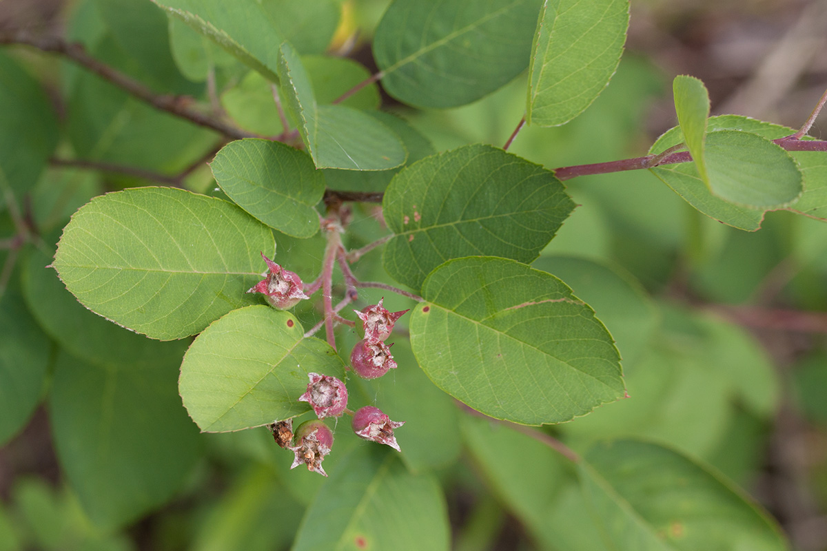 Изображение особи Amelanchier spicata.