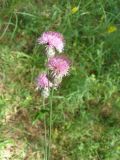 genus Centaurea