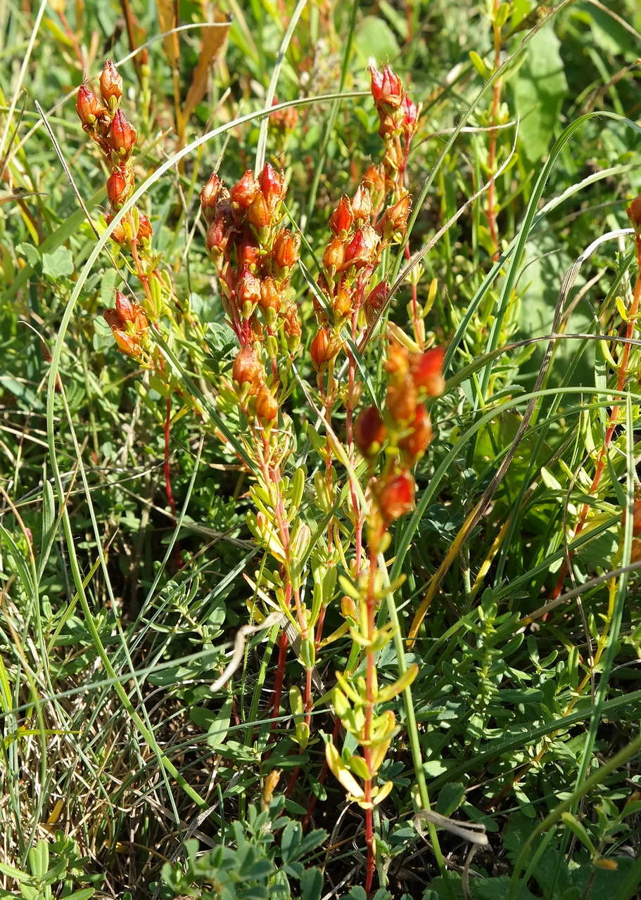 Image of Hypericum linarioides ssp. alpestre specimen.