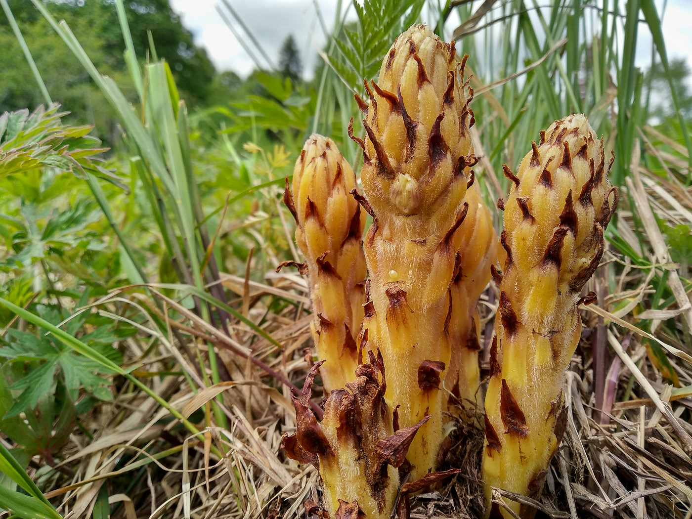 Image of genus Orobanche specimen.