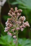 Petasites hybridus. Соцветие. Краснодарский край, Мостовский р-н, окр. пос. Кировский, вост. склон хр. Малый Бамбак, лев. борт долины р. Малая Лаба, лев. берег р. Кутан, ≈1500 м н.у.м., каменистая площадка у небольшого водопада в буковом лесу. 19.05.2019.