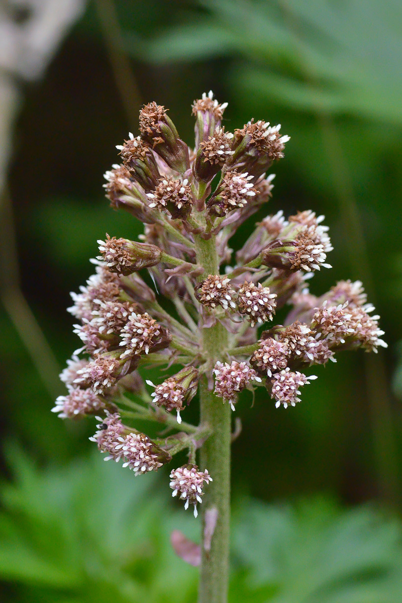 Image of Petasites hybridus specimen.