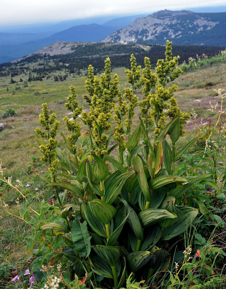 Изображение особи Veratrum lobelianum.