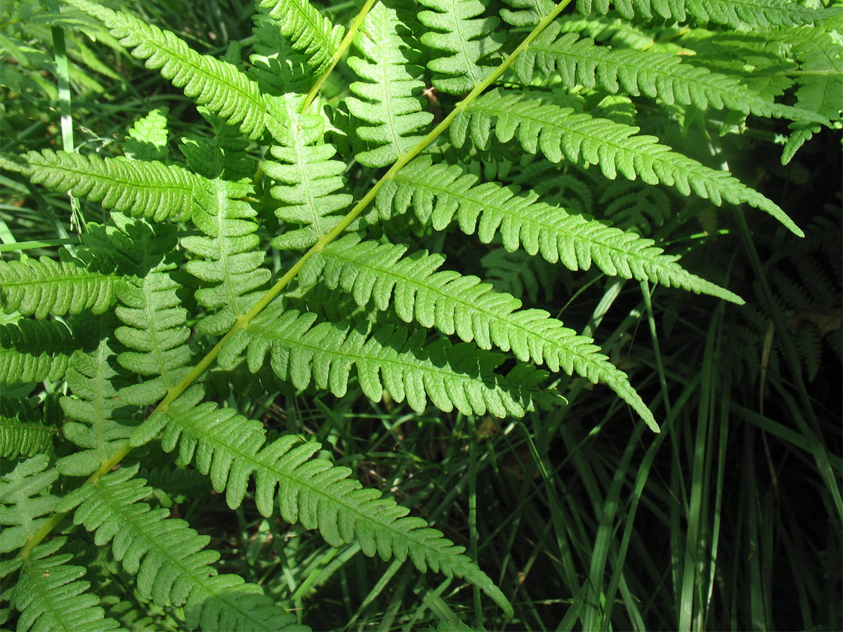 Image of Oreopteris limbosperma specimen.