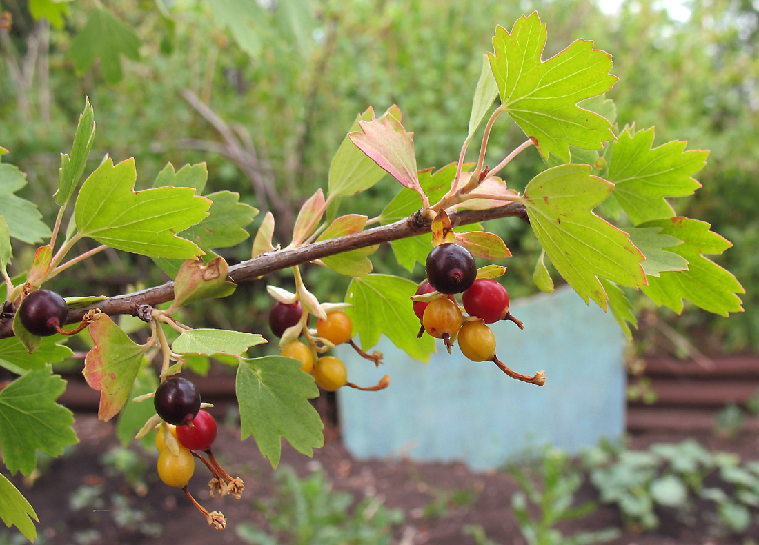 Изображение особи Ribes aureum.