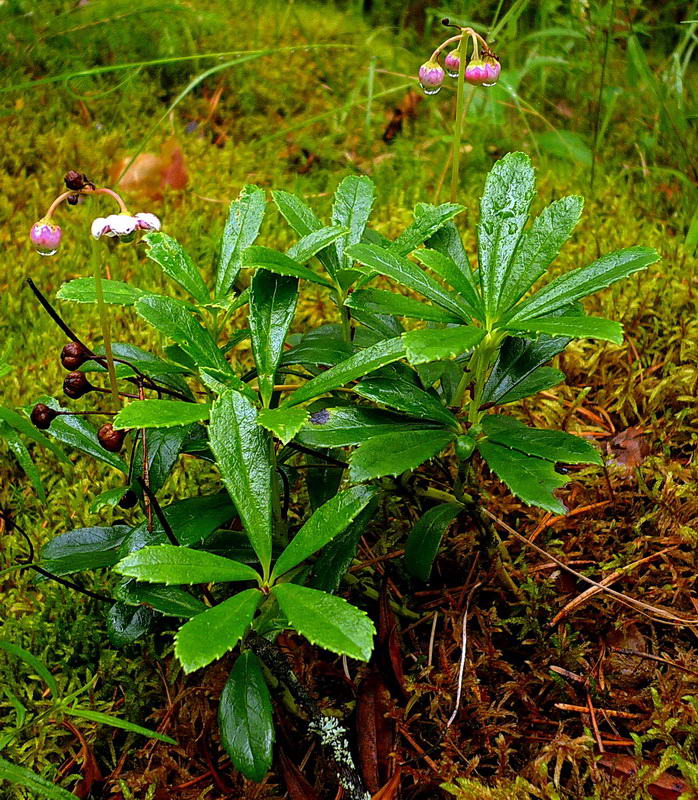 Image of Chimaphila umbellata specimen.