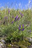 Veronica spicata