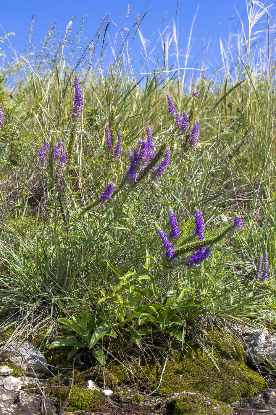 Image of Veronica spicata specimen.