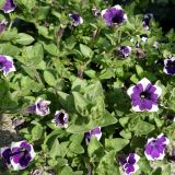 Petunia × atkinsiana. Верхушки цветущих растений. Челябинская обл., г. Челябинск, Ботанический сад ЧелГУ, в культуре. 08.10.2019.
