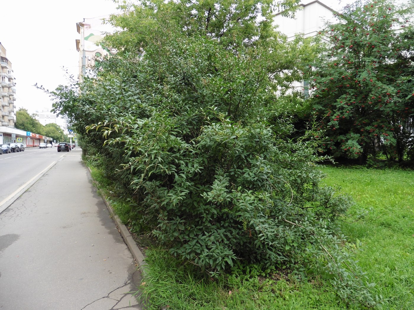 Изображение особи Ligustrum vulgare.