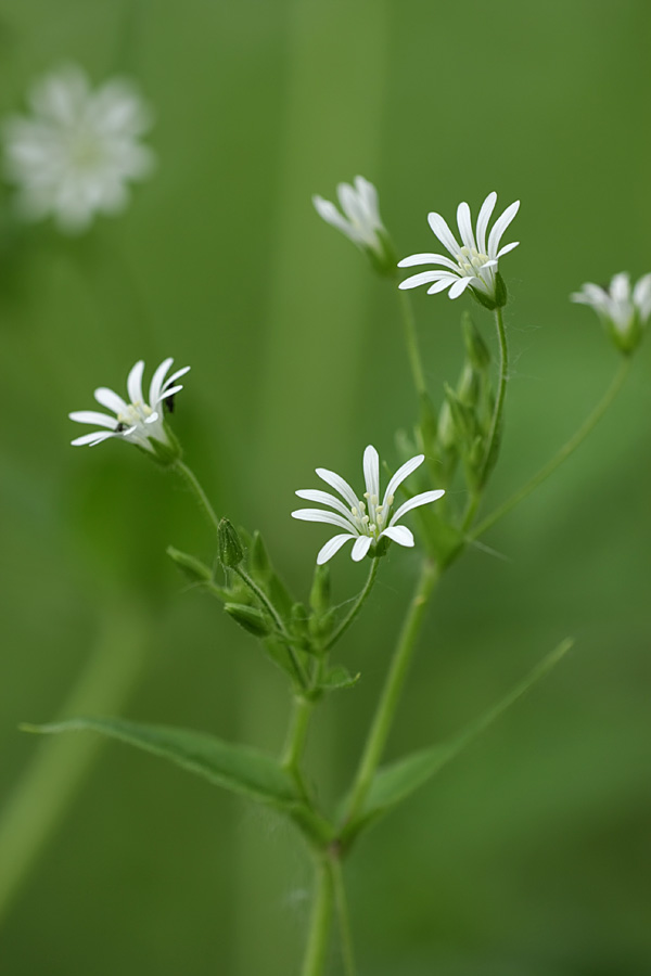 Image of Stellaria nemorum specimen.