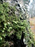 Cladonia chlorophaea