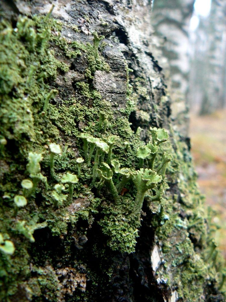 Изображение особи Cladonia chlorophaea.