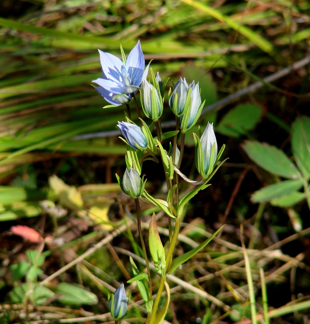 Изображение особи Lomatogonium rotatum.