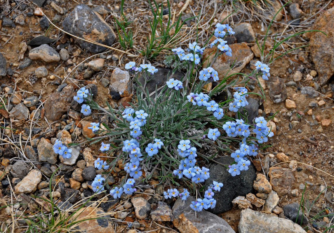 Image of Eritrichium pulviniforme specimen.