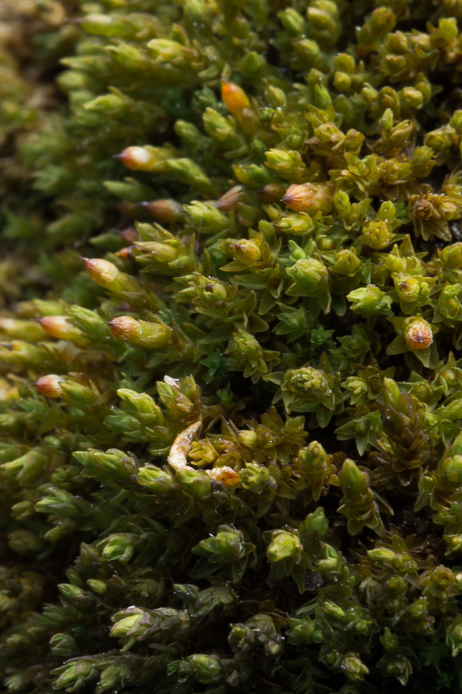 Image of genus Orthotrichum specimen.