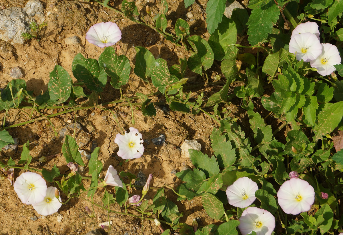 Изображение особи Convolvulus arvensis.