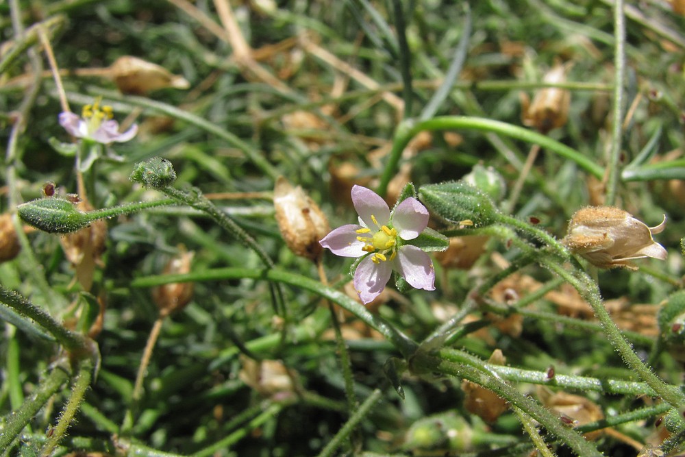 Image of Spergularia media specimen.