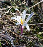 Colchicum kesselringii