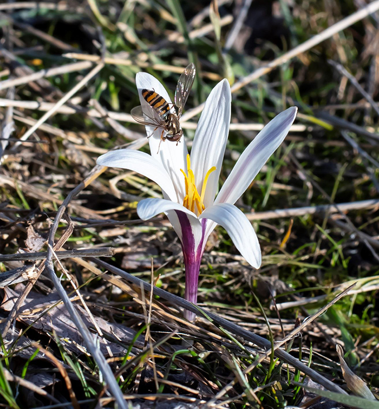 Image of Colchicum kesselringii specimen.