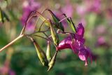 Impatiens glandulifera. Плоды и цветок (вид сбоку). Карельский перешеек, окр. Сертолово, на просеке газопровода юго-западнее пос. Горы. 17.08.2019.