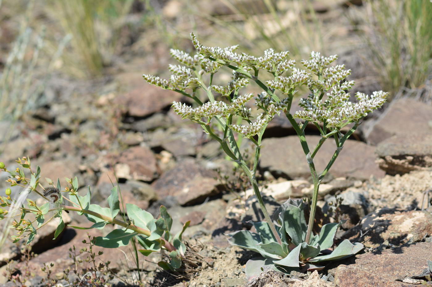 Изображение особи Goniolimon speciosum.