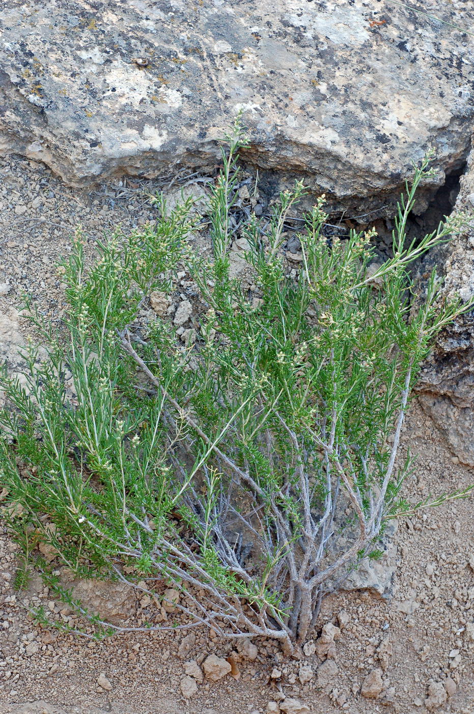 Изображение особи Salsola arbusculiformis.