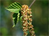 Betula pendula