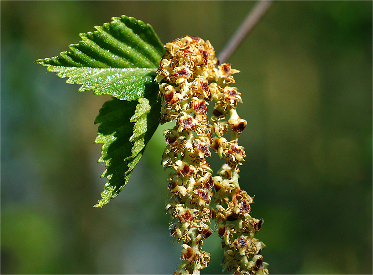 Изображение особи Betula pendula.