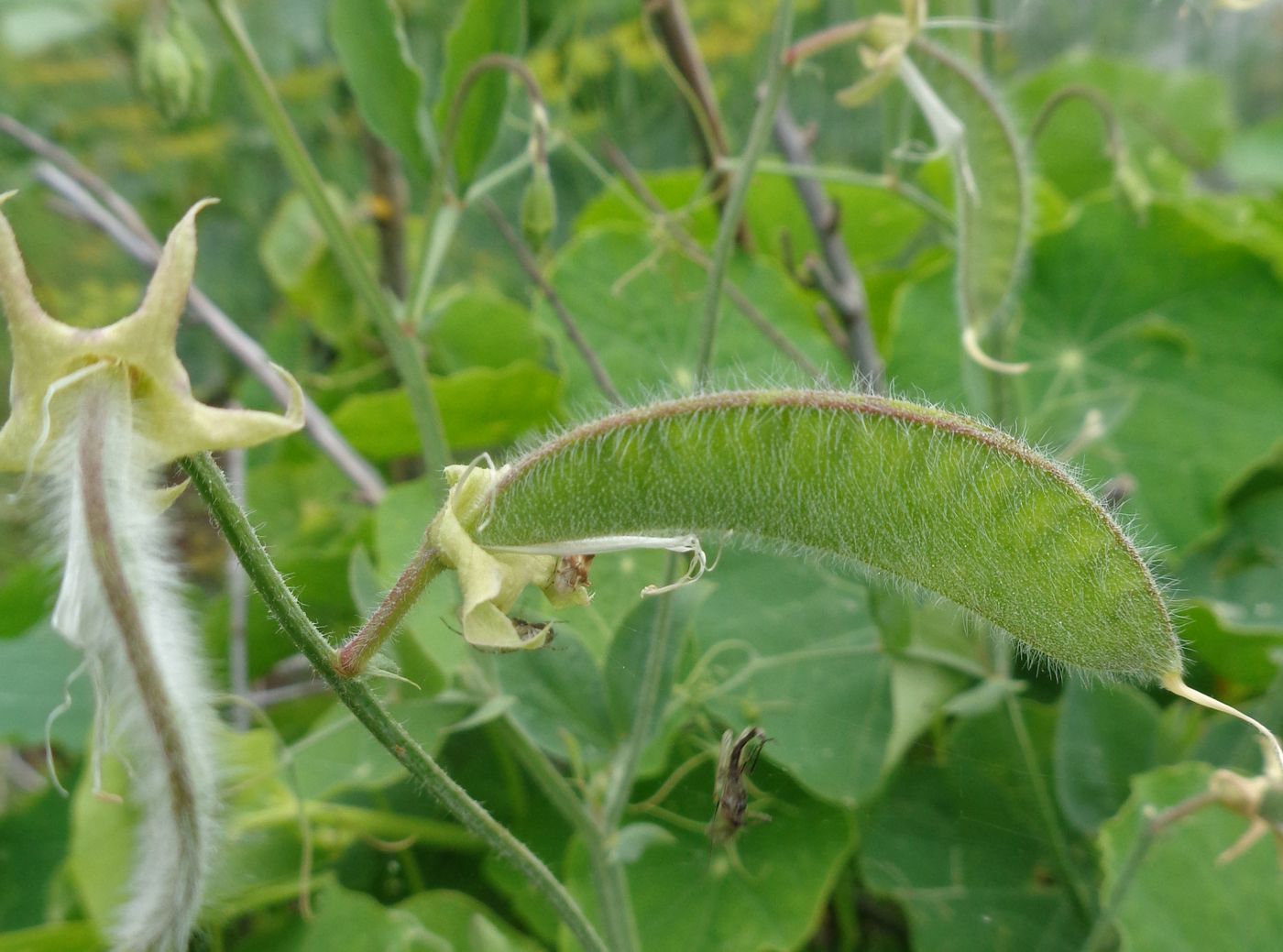 Изображение особи Lathyrus odoratus.