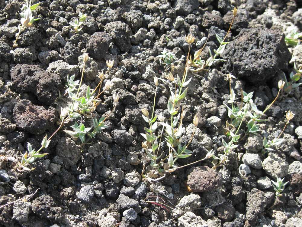 Image of Stellaria eschscholtziana specimen.