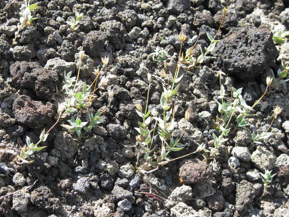 Изображение особи Stellaria eschscholtziana.