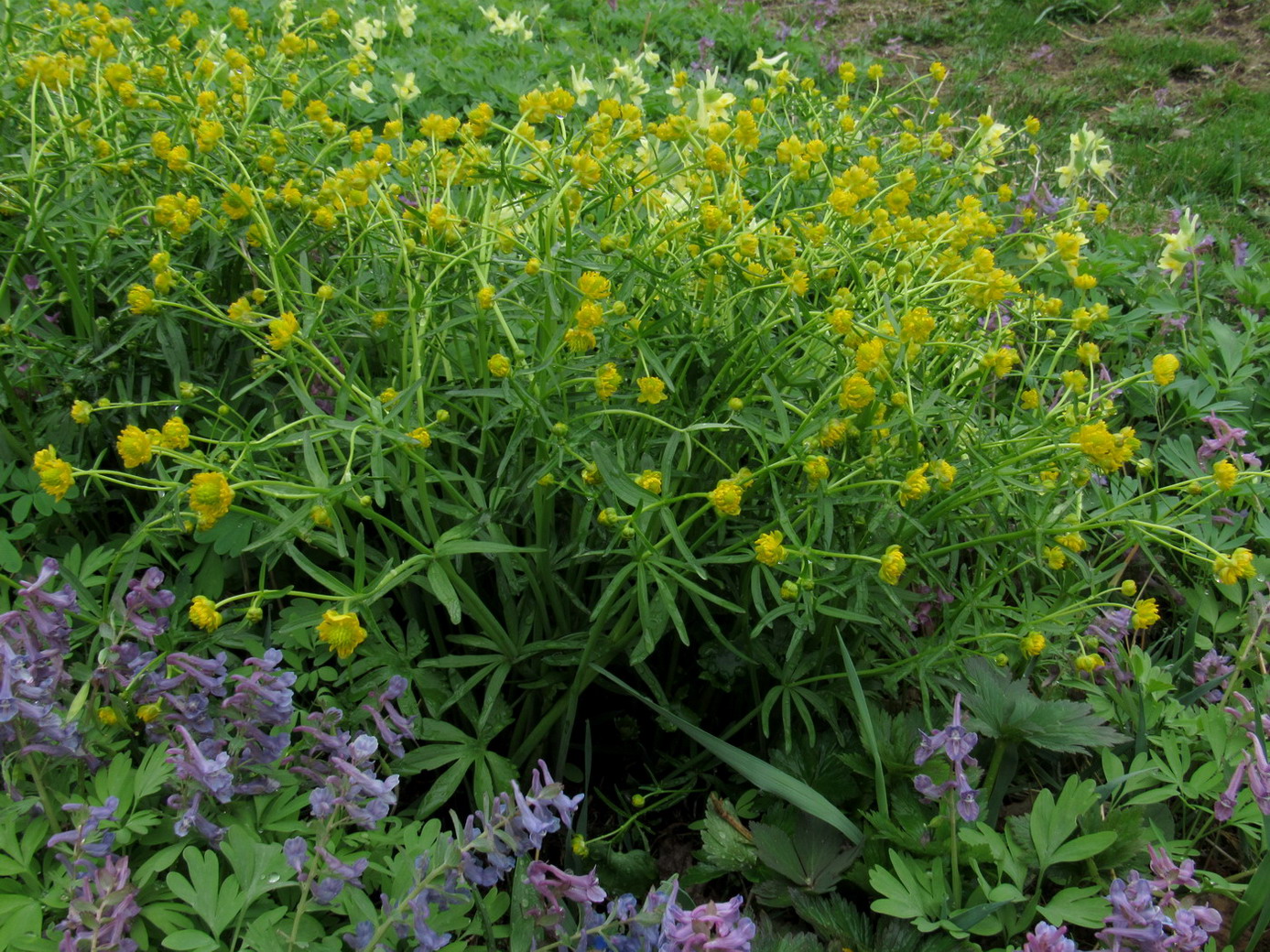 Изображение особи Ranunculus manensis.