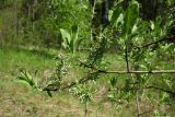 Salix aurita