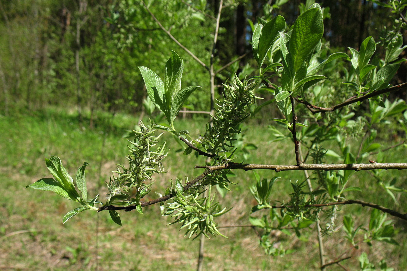 Image of Salix aurita specimen.