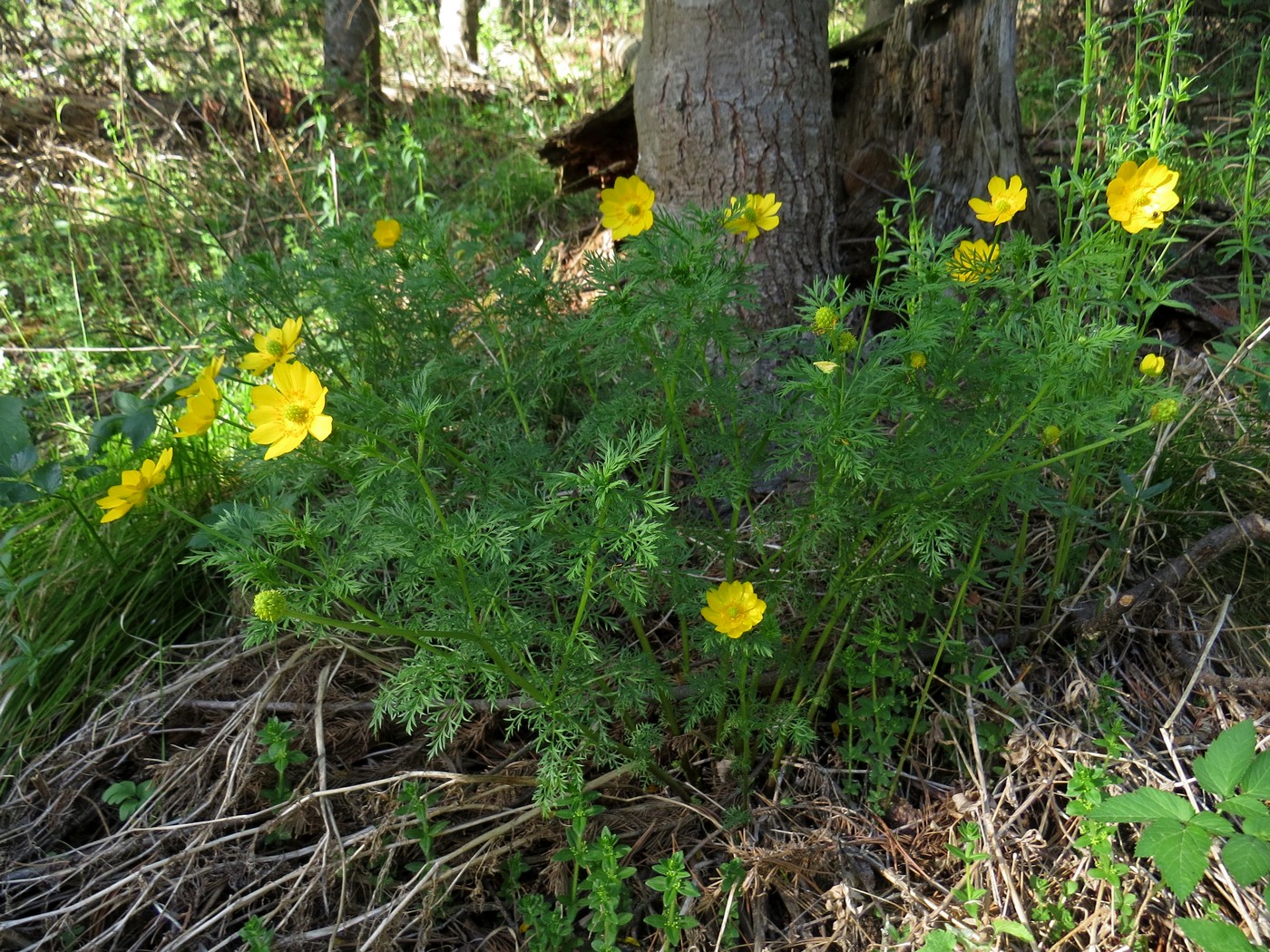 Image of Adonis apennina specimen.