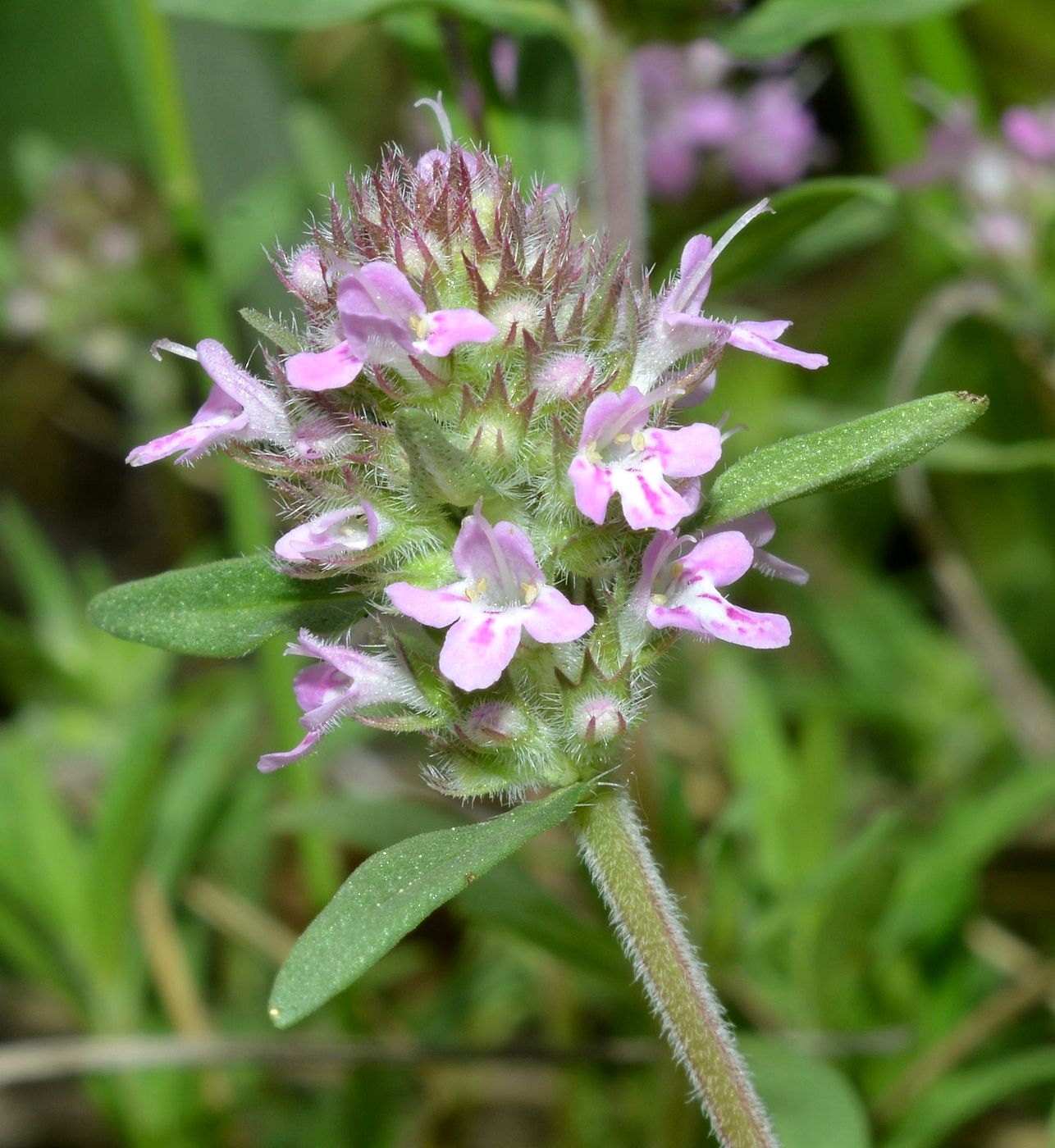 Изображение особи Thymus &times; dimorphus.