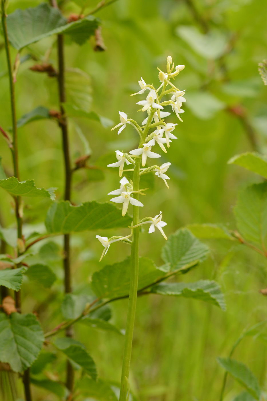 Image of Platanthera bifolia specimen.