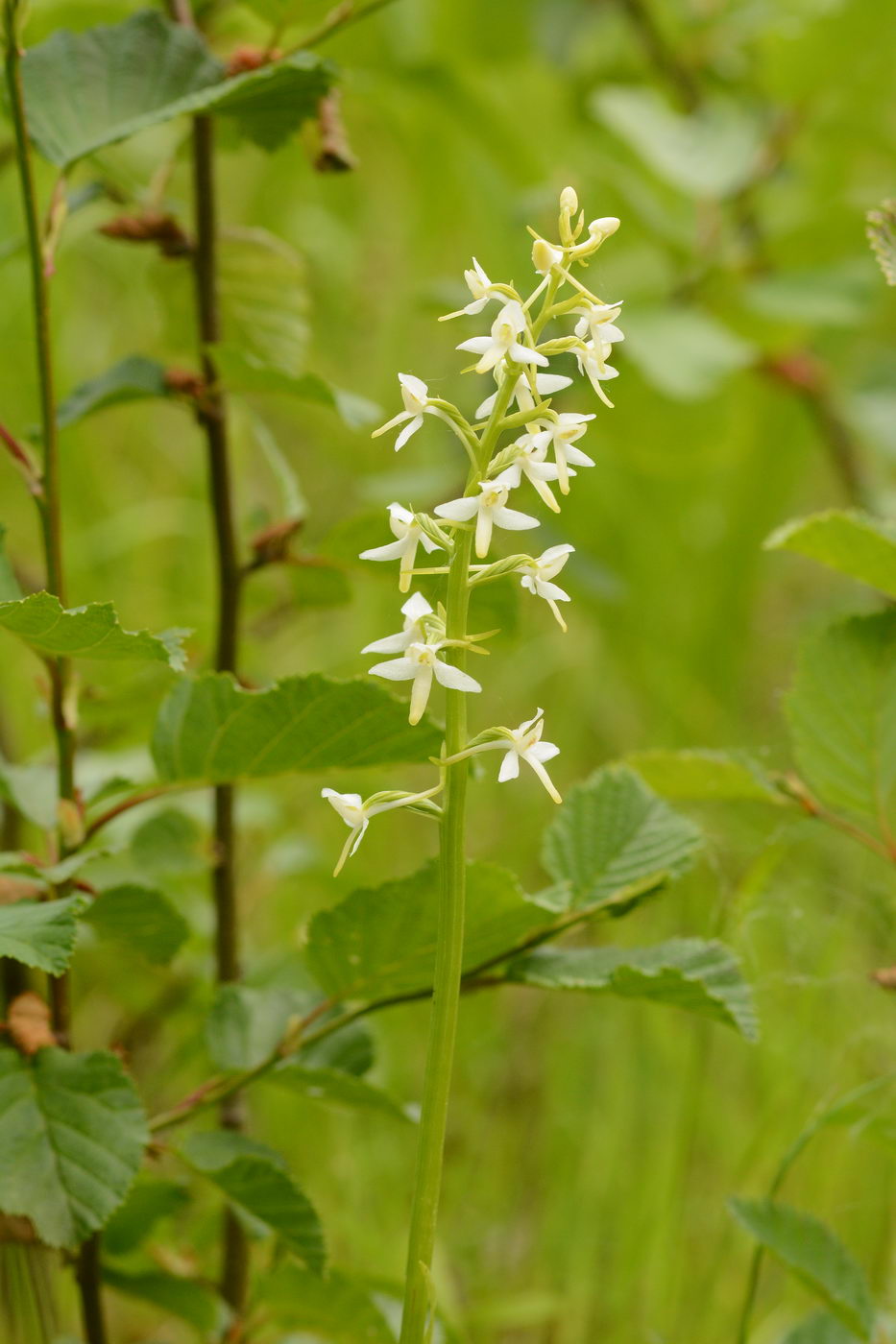 Изображение особи Platanthera bifolia.