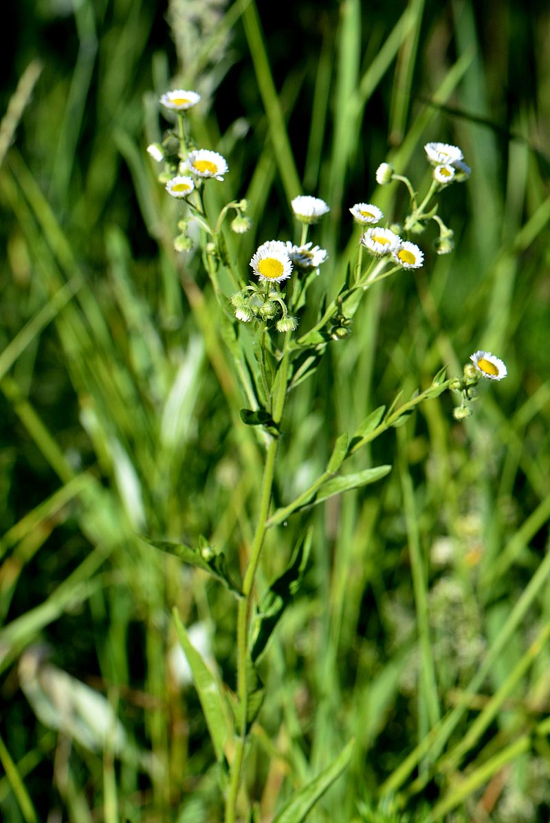Image of Erigeron annuus specimen.