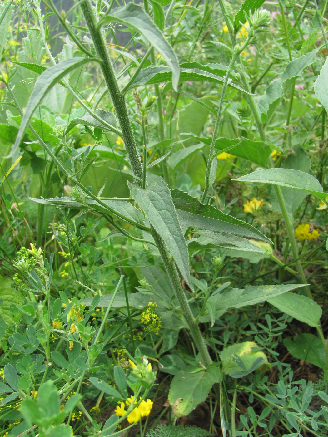 Image of genus Campanula specimen.