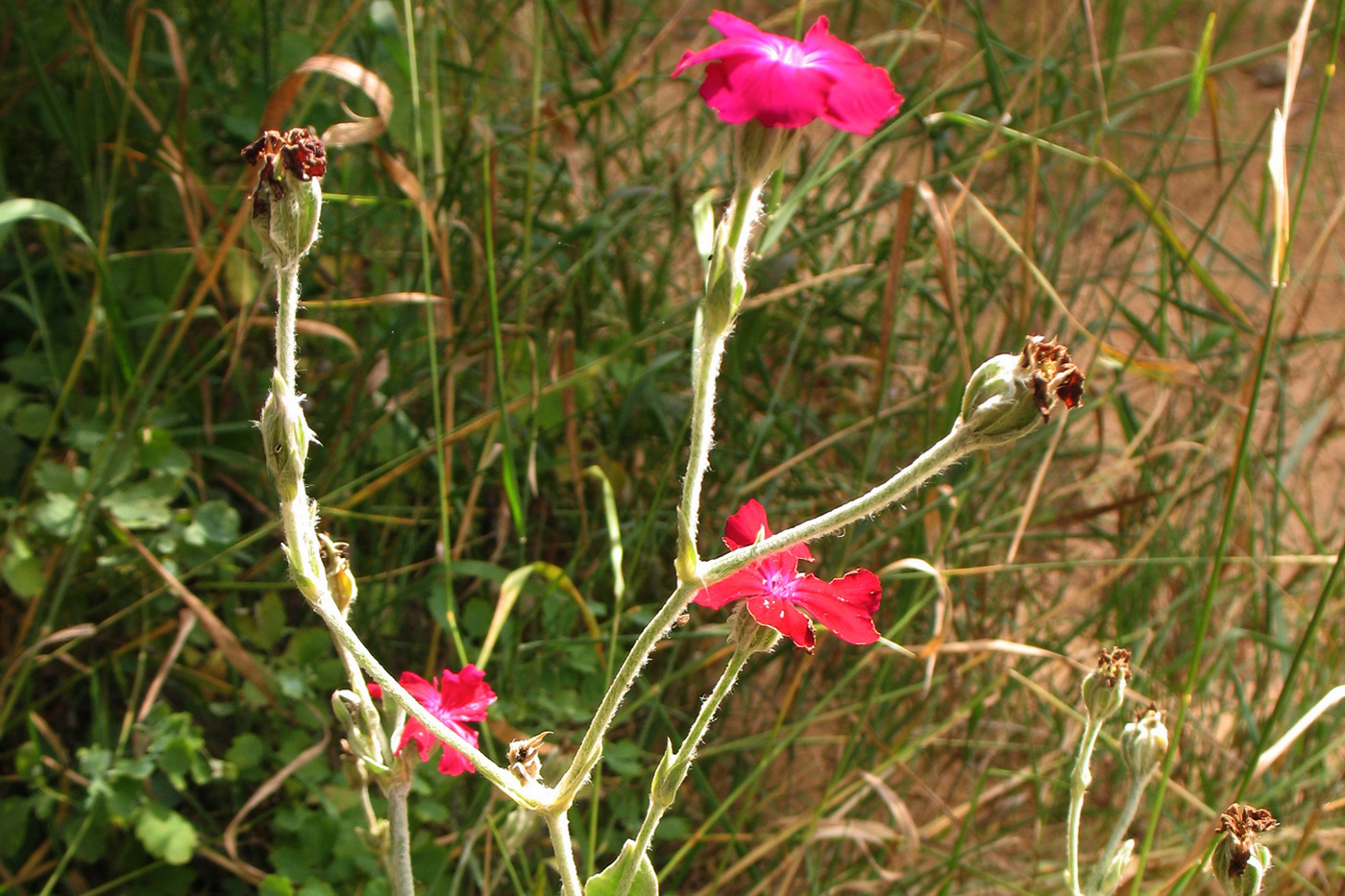 Image of Lychnis coronaria specimen.