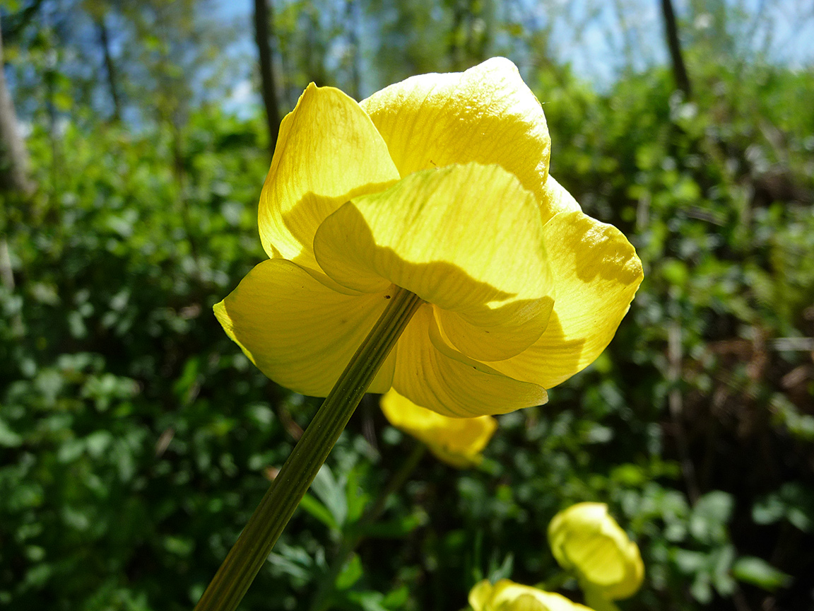 Изображение особи Trollius europaeus.