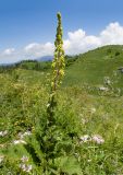 Verbascum pyramidatum. Цветущее растение. Краснодарский край, Апшеронский р-н, гора Черногор, платообразная вершина, ≈ 1750 м н.у.м., карст. 27.06.2020.