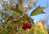 Viburnum opulus. Верхушка побега с соплодием. Марий Эл, Волжский р-н, природный заказник \"Сотнурская возвышенность\", окр. озера Морской Глаз. 13.09.2019.