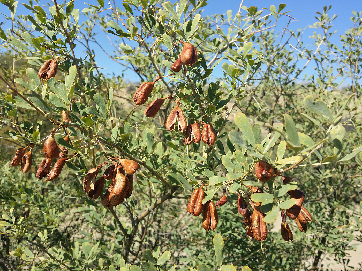 Изображение особи Halimodendron halodendron.